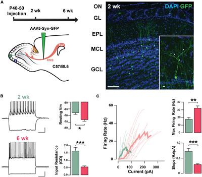 α2-Adrenergic modulation of Ih in adult-born granule cells in the olfactory bulb